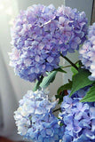 Paint By Number: Happily Hydrangeas Pink Picasso paint kit