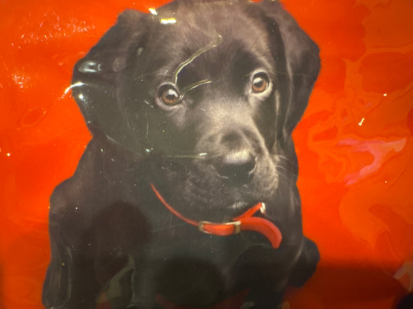 Catseye small Labrador cosmetic bag